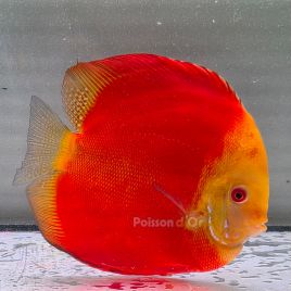 Discus Melon origine Malaisie 15-17 cm 249,00 €