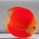 Discus Melon origine Malaisie 14-15 cm