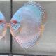 Discus Reflection Deep origine Malaisie 14-15 cm