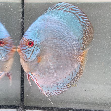 Discus Reflection Deep origine Malaisie 14-15 cm