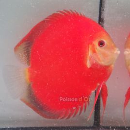 Discus Red Golden Diamond origine Malaisie 14-15 cm