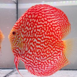 Discus Majestic Pigeon CheckerBoard origine Malaisie 14-15 cm