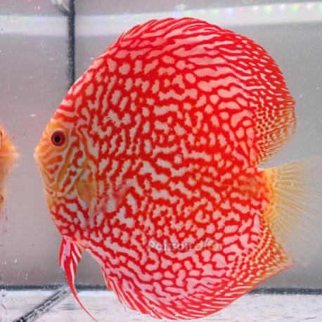Discus Majestic Pigeon CheckerBoard origine Malaisie 14-15 cm