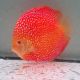 Discus Pigeon Scarlet Snake origine Malaisie 14-15 cm
