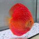 Discus Pigeon Scarlet Snake origine Malaisie 14-15 cm