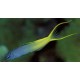 Meiacanthus atrodorsalis : 3 à 5 cm  21,50 €