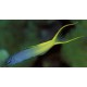Meiacanthus atrodorsalis : 3 à 5 cm 21,50 €