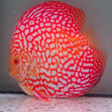 Discus Pigeon CheckerBoard originie Malaisie 15 cm