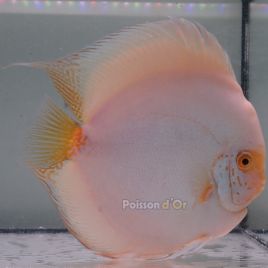 Discus White Butterfly originie Malaisie 15 cm