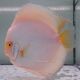 Discus White Butterfly originie Malaisie 15 cm