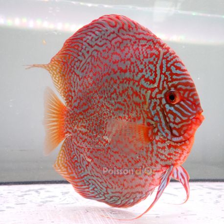 Discus Majestic Fire originie Malaise 15 cm
