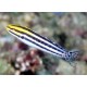 Meiacanthus grammistes : 3 à 6 cm  27,00 €