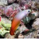 Nemateleotris magnifica : 5-6 cm Maldives (Gobie de feu,poisson fléchette magnifique)  28,50 €