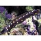 Pholidichthys leucotaenia : 6-8 cm  