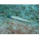 Ptereleotris microlepis : 5 à 7 cm