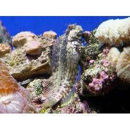 Salarias fasciatus : 4 à 7 cm  21,50 €