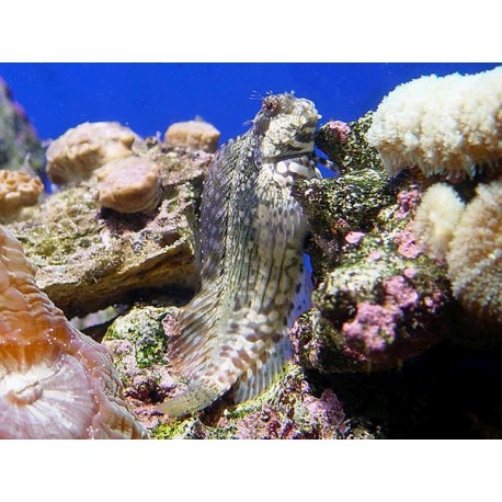 Salarias fasciatus : 7 à 10 cm 27,50 €
