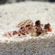 Synchiropus Marmoratus *: 3-4cm le couple 