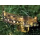 Synchiropus ocellatus * : 3 à 4 cm  21,50 €