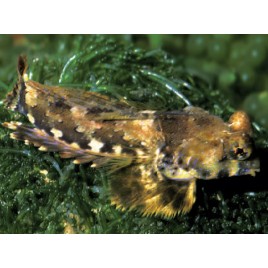 Synchiropus ocellatus * : 3 à 4 cm  