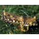 Synchiropus ocellatus * : 6 à 7 cm  27,50 €