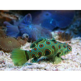 Synchiropus picturatus * : 5 à 7 cm