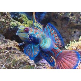 Synchiropus splendidus *  3-5 cm  (le couple)  