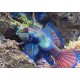 Synchiropus splendidus mâle XL 5 à 7 cm 47,50 €