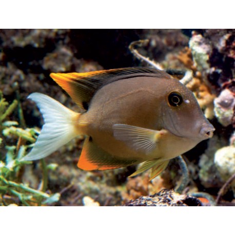 Ctenochaetus Tominiensis 4-6 cm 59,50 €