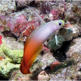 Nemateleotris magnifica : 3 à 4 cm lot de 2 (Gobie de feu,poisson fléchette magnifique)    