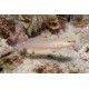 Amblygobius Decussatus 4-7 cm