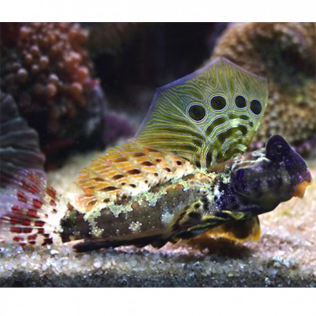 Synchiropus ocellatus *: 4 à 6 cm le couple 43,50 €