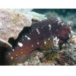 Salarias ramosus 8-12 cm