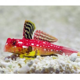Synchiropus sycorax mâle 4-5 cm 47,50 €
