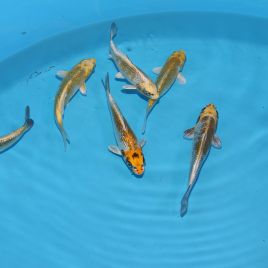 Koi Japon Tosai Yello Kirin 15-17 cm éleveur Takatatsu
