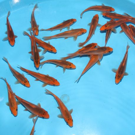 Koi Japon Tosai Aka Matsuba 15-17 cm éleveur Hirasawa