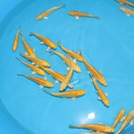 Koi Japon Tosai Yamabuki HQ 16-20 cm éleveur Izumiya