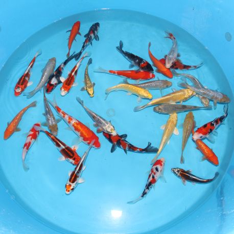 Koi Japon Tosai Mix Maruhiro (set 1) 16-20 cm