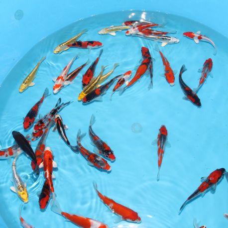 Koi Japon Tosai Mix Aoki HQ 16-16 cm