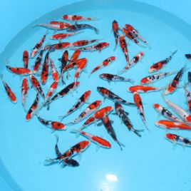 Koi Japon Tosai Doistu Gosanke 12-15 cm éleveur Shinoda