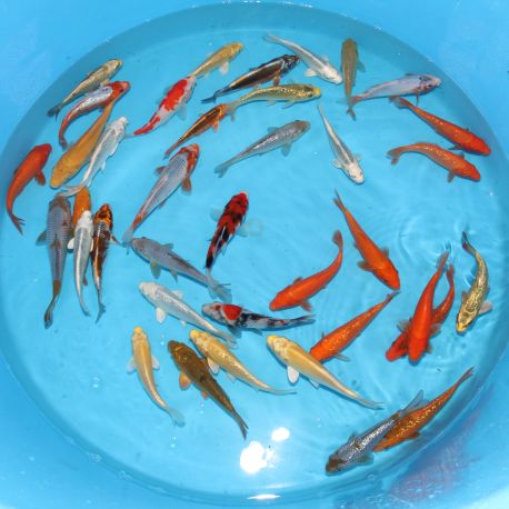 Koi Japon Tosai Mix Maruhiro (set 2) 16-20 cm