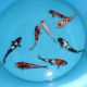 Koi Japon Tosai Jumbo Tosai Gosanke HQ 23-25 cm éleveur Hoshikin