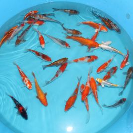 Koi Japon Tosai Mix 14-17