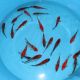 Koi Japon Tosai Goshiki HQ 14-16 cm éleveur Kawakami