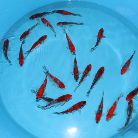 Koi Japon Tosai Goshiki HQ 14-16 cm éleveur Kawakami