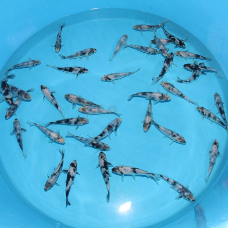Koi Japon Tosai Shiro Utsuri Select. 14-16 cm éleveur Omosako