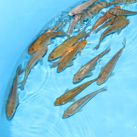 Koi Japon Tosai Ginrin Chagoi / Chagoi HQ 13-16 cméleveur Marudo