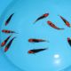 Koi Japon Tosai Beni Kumonryu HQ 15-18 cm éleveur Himitsu