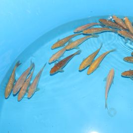 Koi Japon Tosai Karashigoi / G. Karashigoi / Chagoi / G.Chagoi 15-18 cm éleveur Himitsu