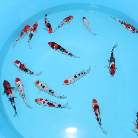 Koi Japon Tosai Doitsu Gosanke Tateshita 18-20 cm éleveur Shinoda